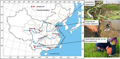 Thermoplasmatales and Methanogens: Potential Association with the Crenarchaeol Production in Chinese Soils